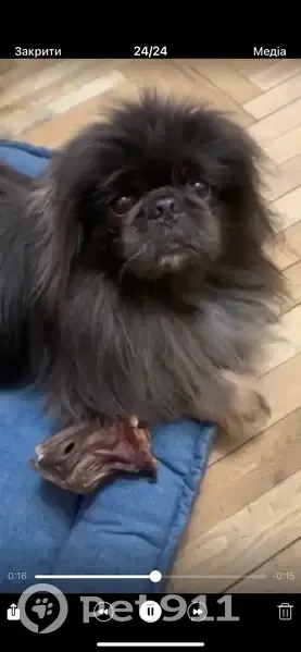 Зникла собака, вулиця Івана Франка, Дроговиж - чорний довгошерстний з коричневими лапками - photo