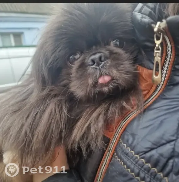 Зникла собака, вулиця Івана Франка, 30, Вербіж - чорний з коричневими лапками - photo