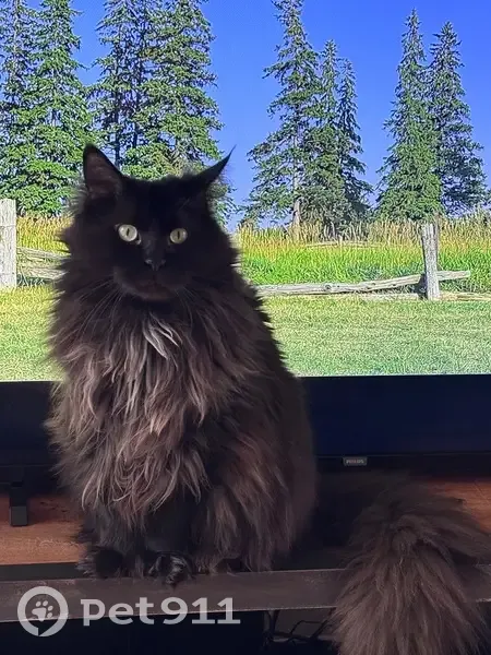 Chat perdu, Lalande-de-Pomerol, Bordeaux - maine coon noir - photo