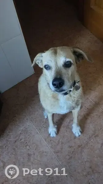 Perdido perro, Calle Oria, 10, Almería - hembra de 13 años - photo