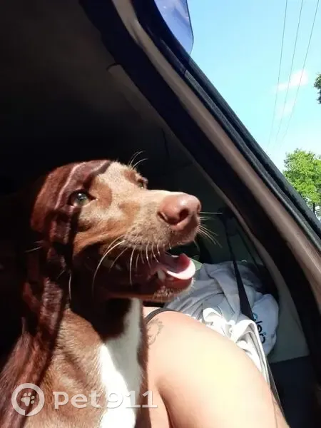 Cachorro perdido Fêmea (brl002680) - photo