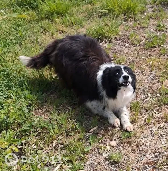 Chien perdu, Castet-Arrouy, Saint-Étienne - femelle border collie - photo