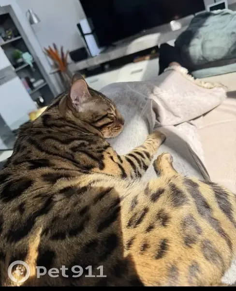 Perdido gato, Calle Ebro, Córdoba - Bengali castrado - photo