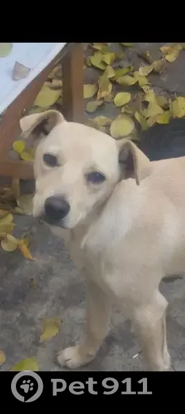 Lost female dog, Pommern Avenue, Randburg - 14 months old - photo