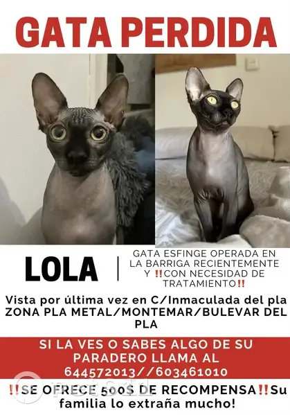 Perdido gato, Carrer Inmaculada del Pla, 7, Alacant, Ibi - recién operada - photo