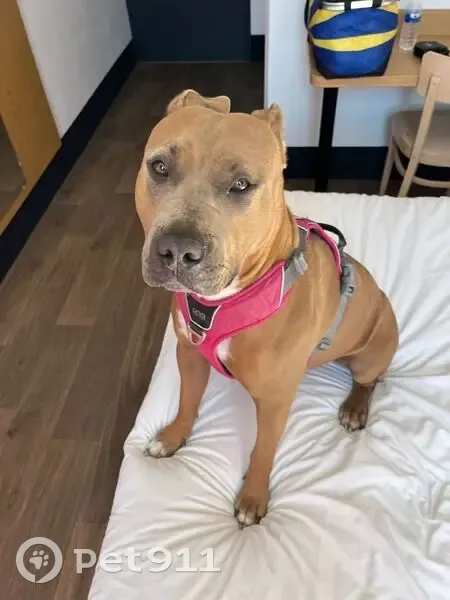 Chien perdu, Saint-Sauveur, Lyon - croisée cane corso et dogue de Majorque - photo