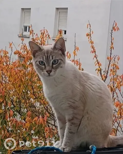 Chat perdu, Lyon - femelle blanche avec un peu de marron - photo