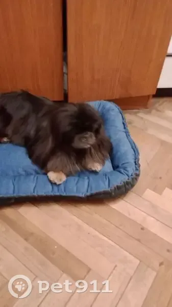 Зникла собака, вулиця Івана Франка, 30, Вербіж - чорний довгошерстний з коричневими лапками - photo