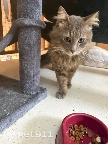 Chat trouvé, Rue du Bois Aurant, Saint-Malo - gris clair et sociable - photo