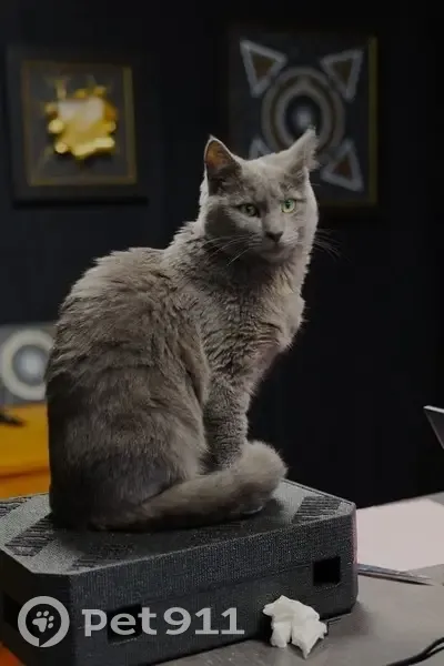 Chat perdu, Segré-en-Anjou Bleu, Paris - européen gris pucé - photo