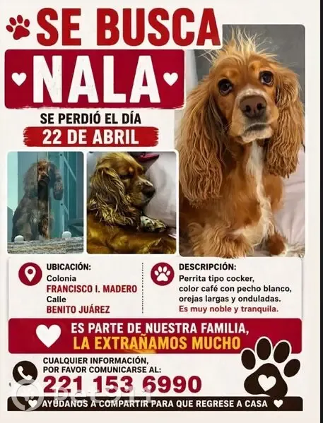 Perdido perro, Calle Morelos, 62_2, Heroica Puebla de Zaragoza - Coker café con pecho blanco - photo