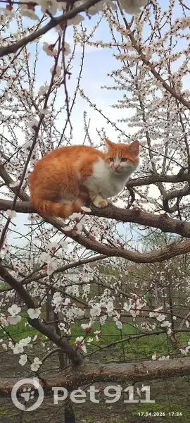 Зникла кішка, Київська вулиця, Хорол - більше рижого кольору - photo