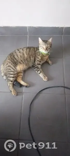 Lost cat, 9th Avenue, 78, Boksburg - male gray Tabby - photo