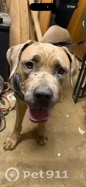 Lost female dog, Saint James Place, Glenolden - tan and blue Italian mastiff - photo