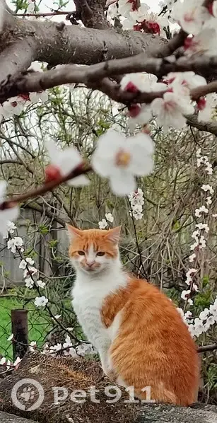 Зникла кішка, Київська вулиця, Хорол - більше рудого, менше білого - photo
