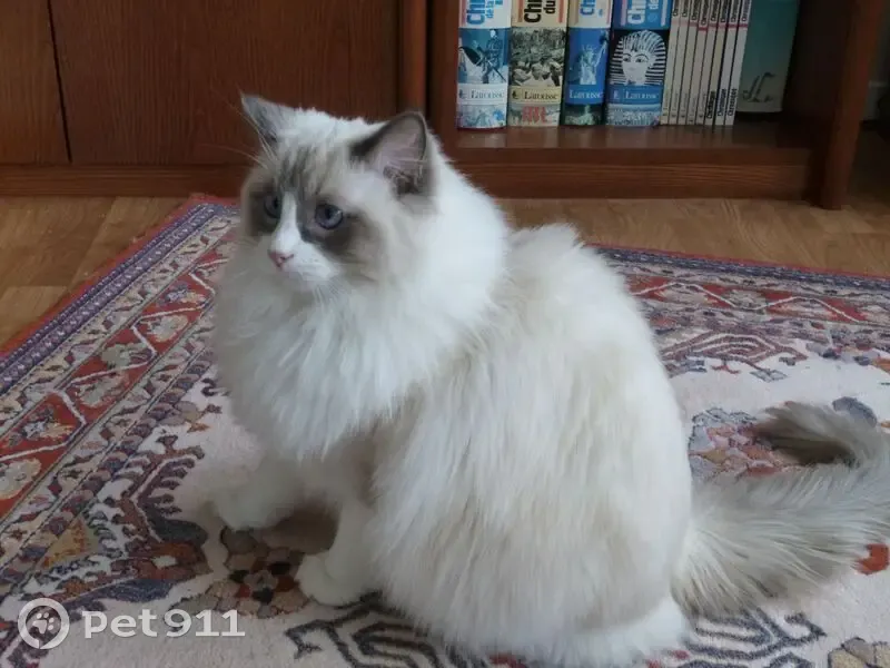 Chat perdu, Le Quartron, Orée d'Anjou - chatte ragdoll bleu - photo