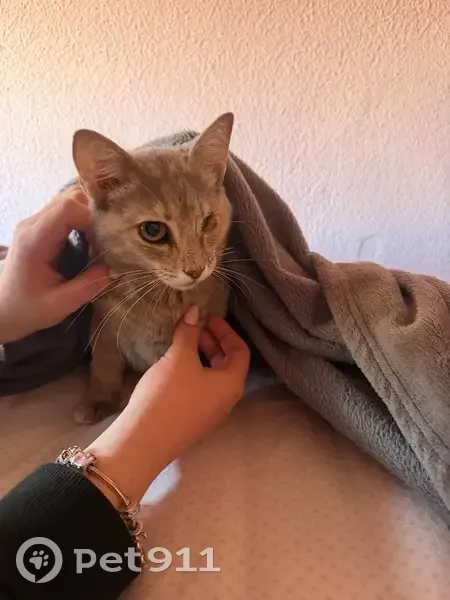 Gato perdido Hembra, Torrevieja (sl495623) - photo