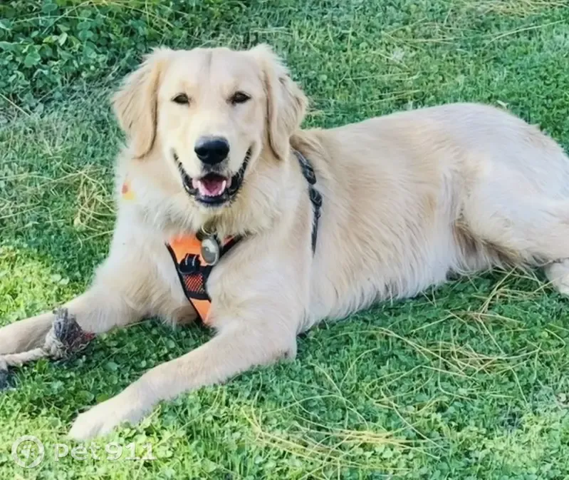 Lost dog, West McNeil Street, Phoenix - male with light golden fur - photo