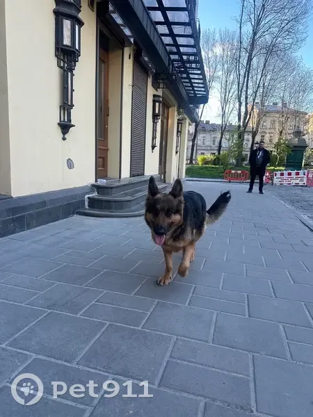 Знайдена собака, Рибна вулиця, Львів - німецька вівчарка до 2 років - photo