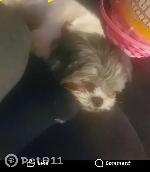 Lost dog, Eisenhower Drive, Dallas - female with faded black patches - photo