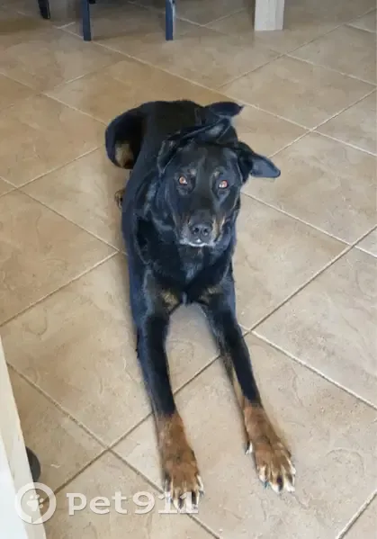 Chien perdu, Chez Bourgade, 9, Orléat - gentil gros chien - photo