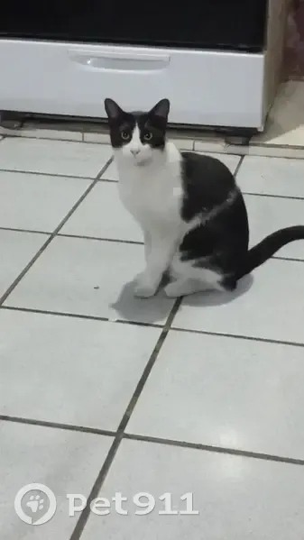 Perdido gato macho, Avenida 3, 883, Orizaba - Tadeo, blanco con negro - photo