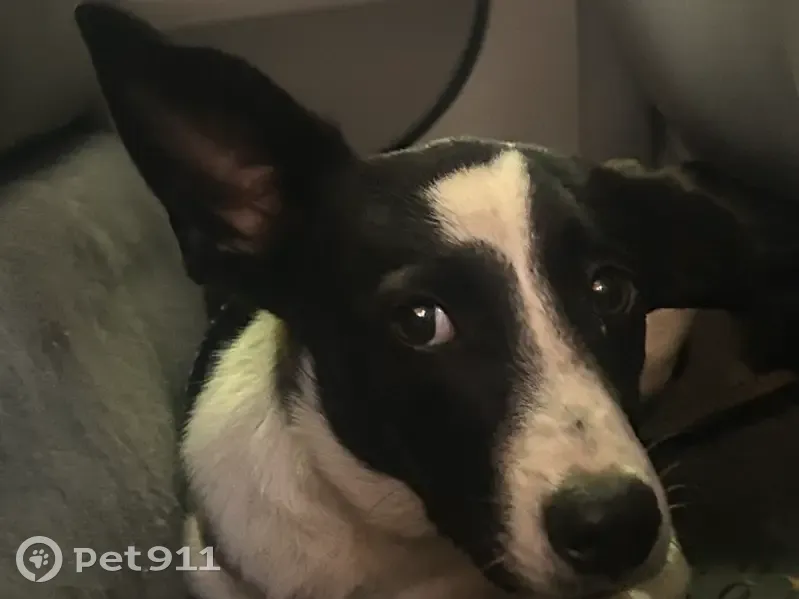 Cachorro encontrado Fêmea (brf002681) - photo