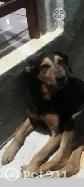 Cachorro perdido Macho (brl002682) - photo