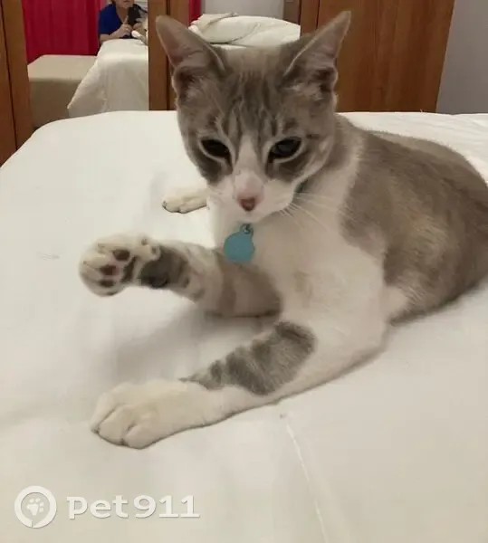 Gato perdido Macho, Madrid (sl495627) - photo