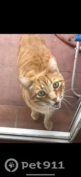 Gato perdido Macho, Ciudad Real (sl495628) - photo