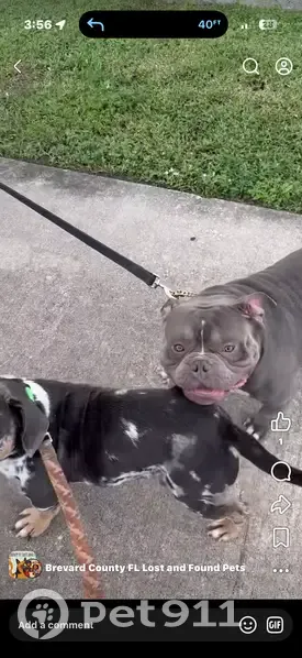 Lost dog, Dixon Boulevard, Cocoa - male American Bully - photo