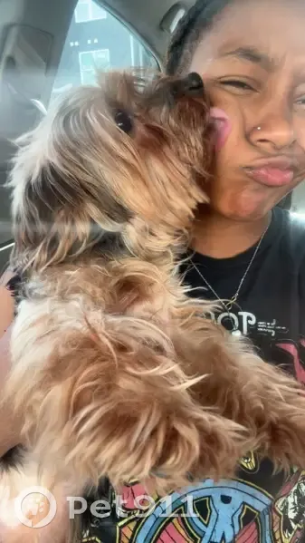 Lost dog, I 10, Pont Des Mouton, Breaux Bridge - female with pink collar - photo