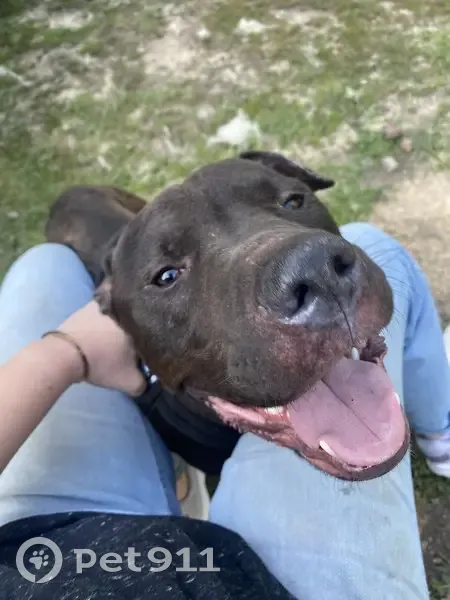 Found dog, Sleepy Hollow Road, Malvern - male pit bull mix - photo