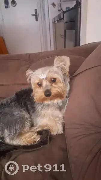 Cachorro perdido Macho (brl002684) - photo