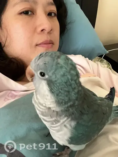 Lost bird, Heysen Court, 4, Melbourne - male Quaker Parrot - photo