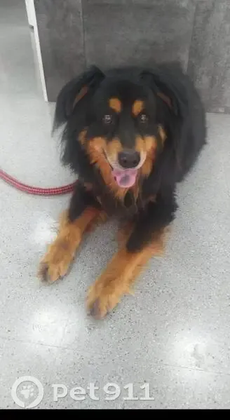 Perdido perro macho, Avinguda Montseny, 67, Sant Pere de Ribes, Vilanova i la Geltru - photo