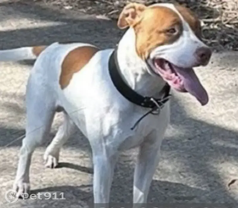 Lost dog, Dale Avenue, Central Coast Council, Morisset - white with orange/brown markings - photo