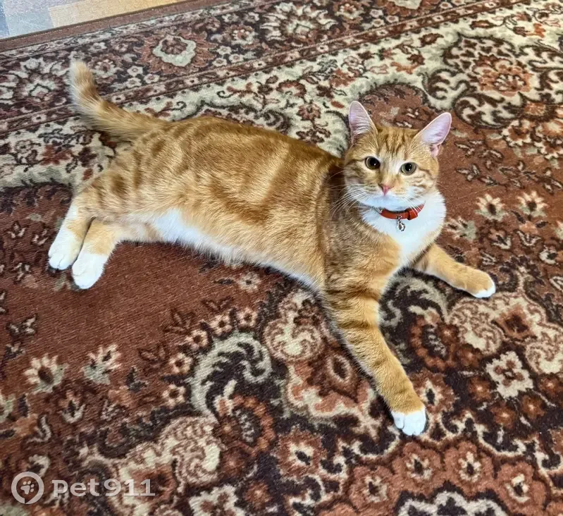 Зникла кішка, Веселий провулок, 11, Хмельницький - рудий окрас з тигровими смужками - photo