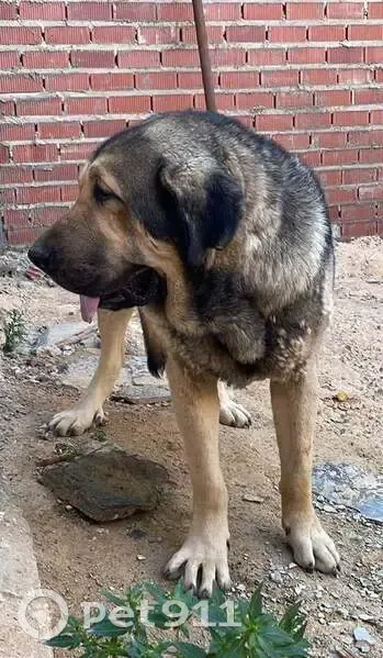 Perdido perro, Calle Augusto, 142, Nerva, La Rinconada - mastín negro y canela - photo