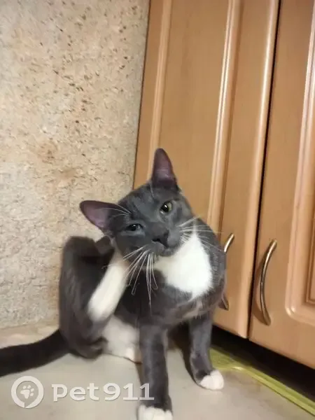 Зникла кішка, Донецька вулиця, 9, Львів - темно сірий з білою грудкою - photo