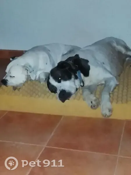 Perdido perro, Sant Carles de Peralta, Palma - photo