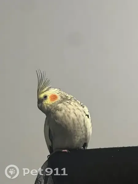 Lost bird, Lachlan Drive, Adelaide - male cockatiel - photo