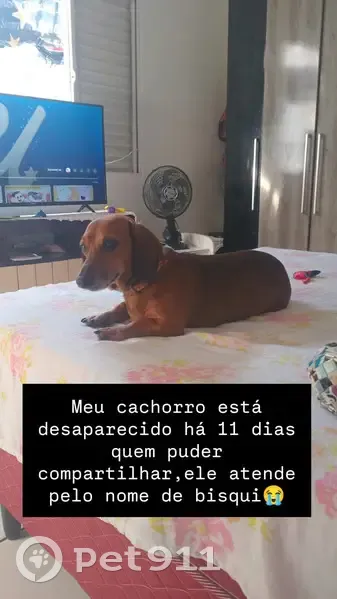 Cachorro perdido Macho (brl002685) - photo