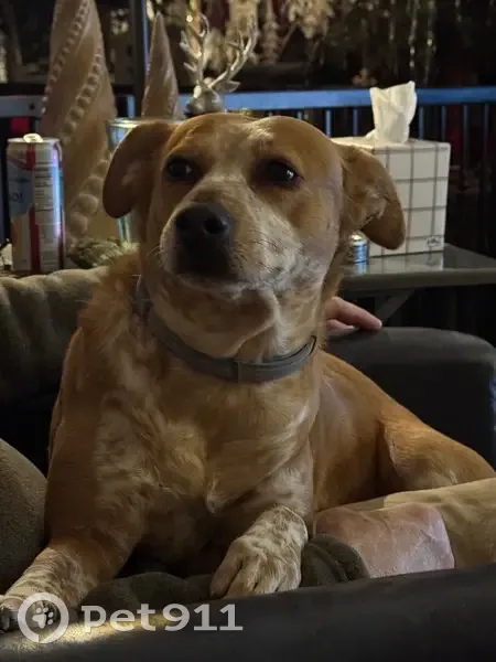 Lost dog, Bloomsburg, Pennsylvania - female with white spots - photo