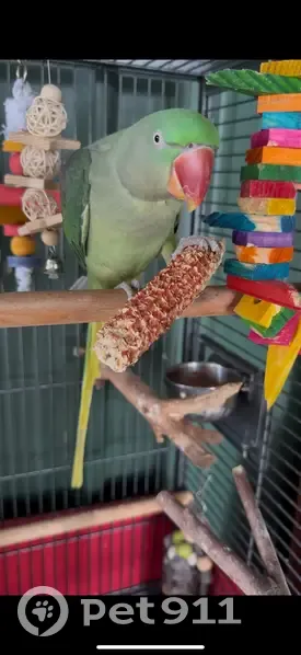 Lost bird, Pinnacle Street, Liverpool - female loves apples and walnuts - photo