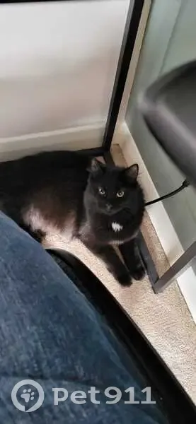 Lost cat, Dover Road, Portsmouth - female, fluffy with a pink collar - photo