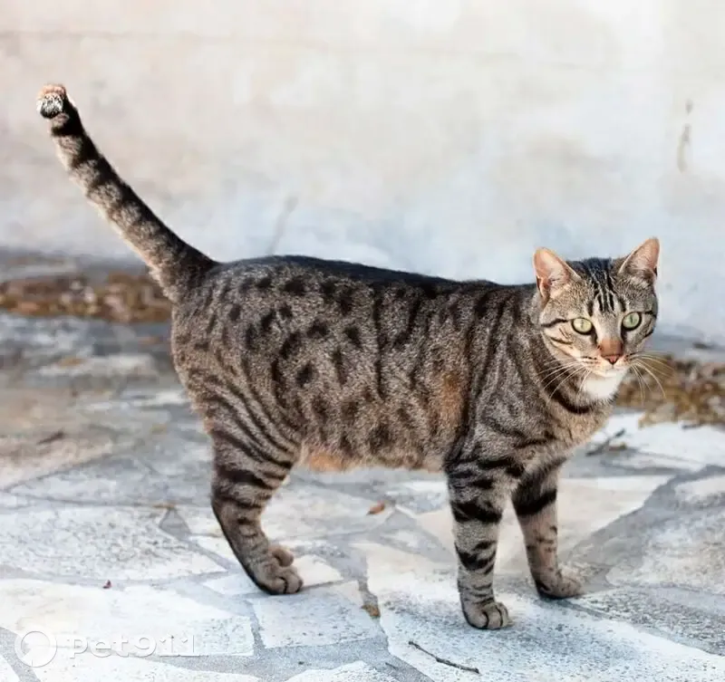 Chat perdu, Rue Domaine Pedro, Cherbourg-en-Cotentin - femelle tigrée - photo