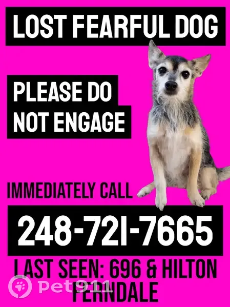 Lost dog, Goodrich Street, Ferndale, Bowling Green - female with pointy ears - photo