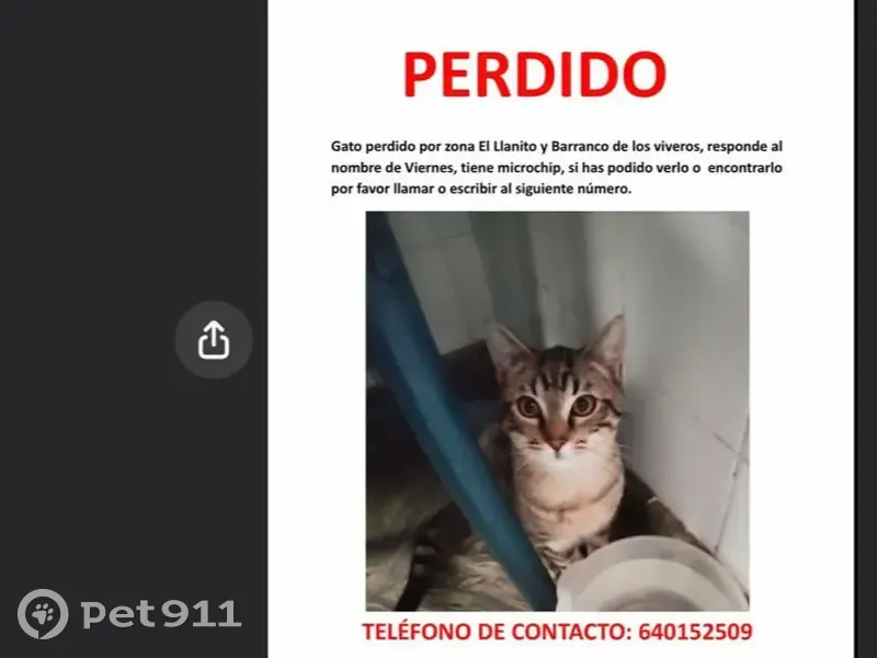 Perdido gato, Camino las Ledas, 28, Breña Alta, Las Palmas de Gran Canaria - atigrado y dócil - photo