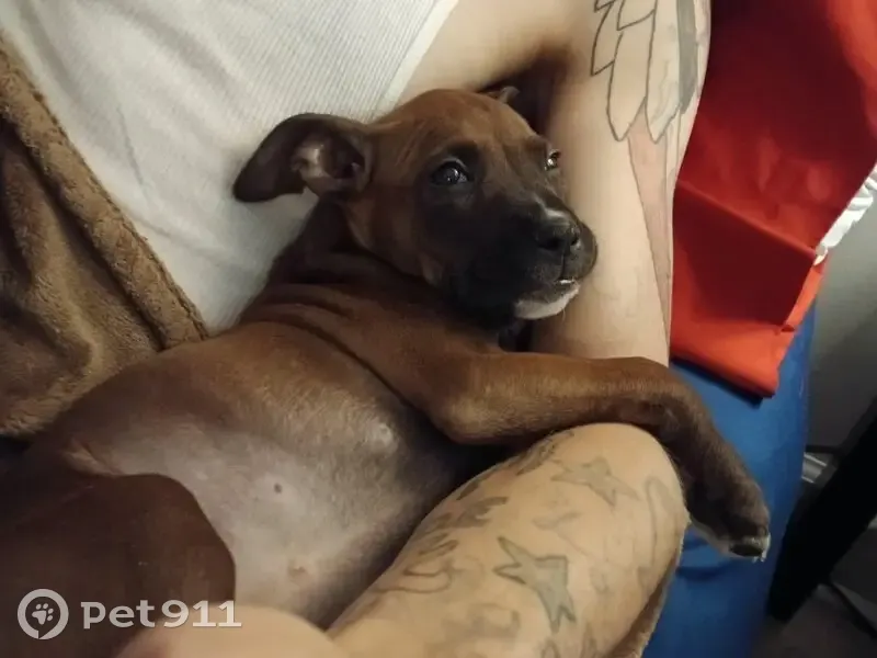 Lost dog, Miranda Road, 112, Cadiz, Louisville - female boxer - photo